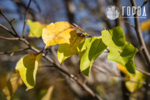 Осень 2025 года в Краснодаре (22)