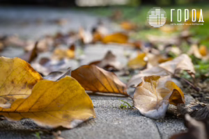 Осень 2025 года в Краснодаре (27)