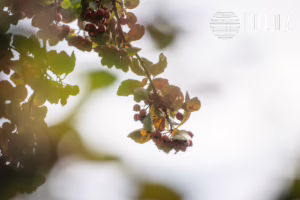 Осень 2025 года в Краснодаре (30)