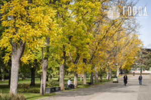 Осень 2025 года в Краснодаре (31)