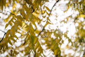 Осень 2025 года в Краснодаре (34)