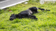В Краснодарском крае отказались усыплять бездомных собак