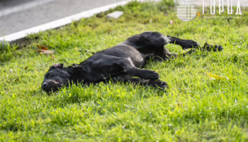 В Краснодарском крае отказались усыплять бездомных собак