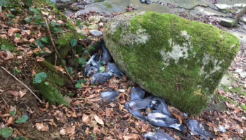 Погибшие голуби