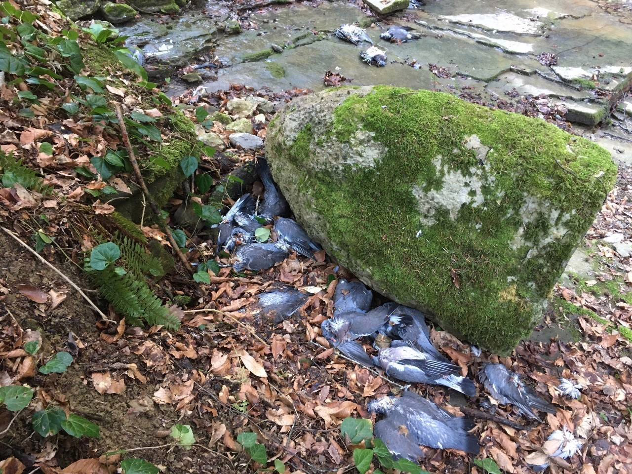 Погибшие голуби