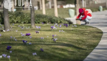 Поле крокусов в парке Краснодар