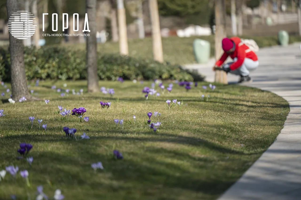 Поле крокусов в парке Краснодар