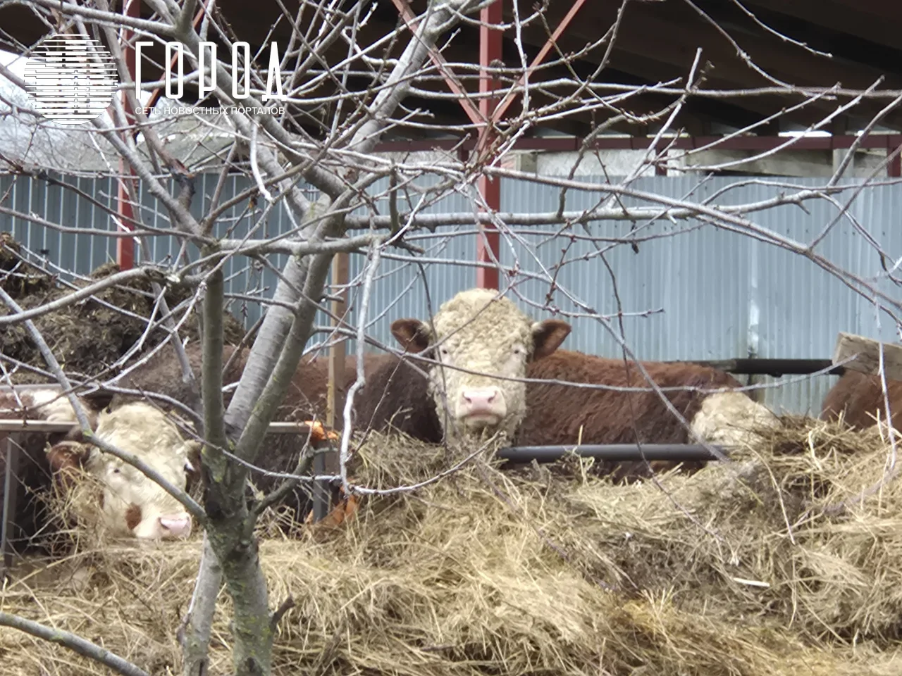 Быки в одном из фермерских хозяйств.