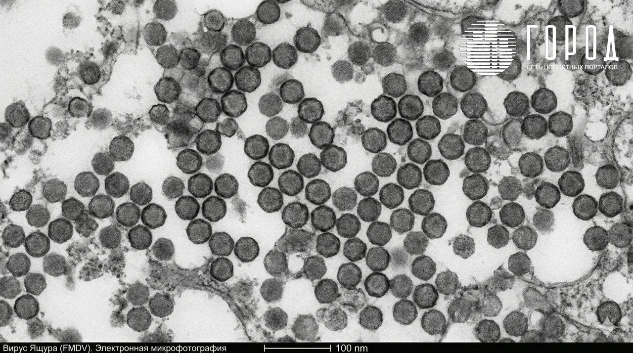 Вирус пастереллеза под микроскопом.