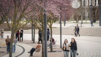 Сакуры в парке Галицкого Краснодара (10)