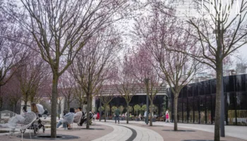 Сакуры в парке Галицкого Краснодара (12)