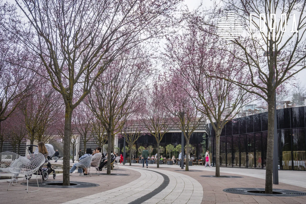 Сакуры в парке Галицкого Краснодара (12)