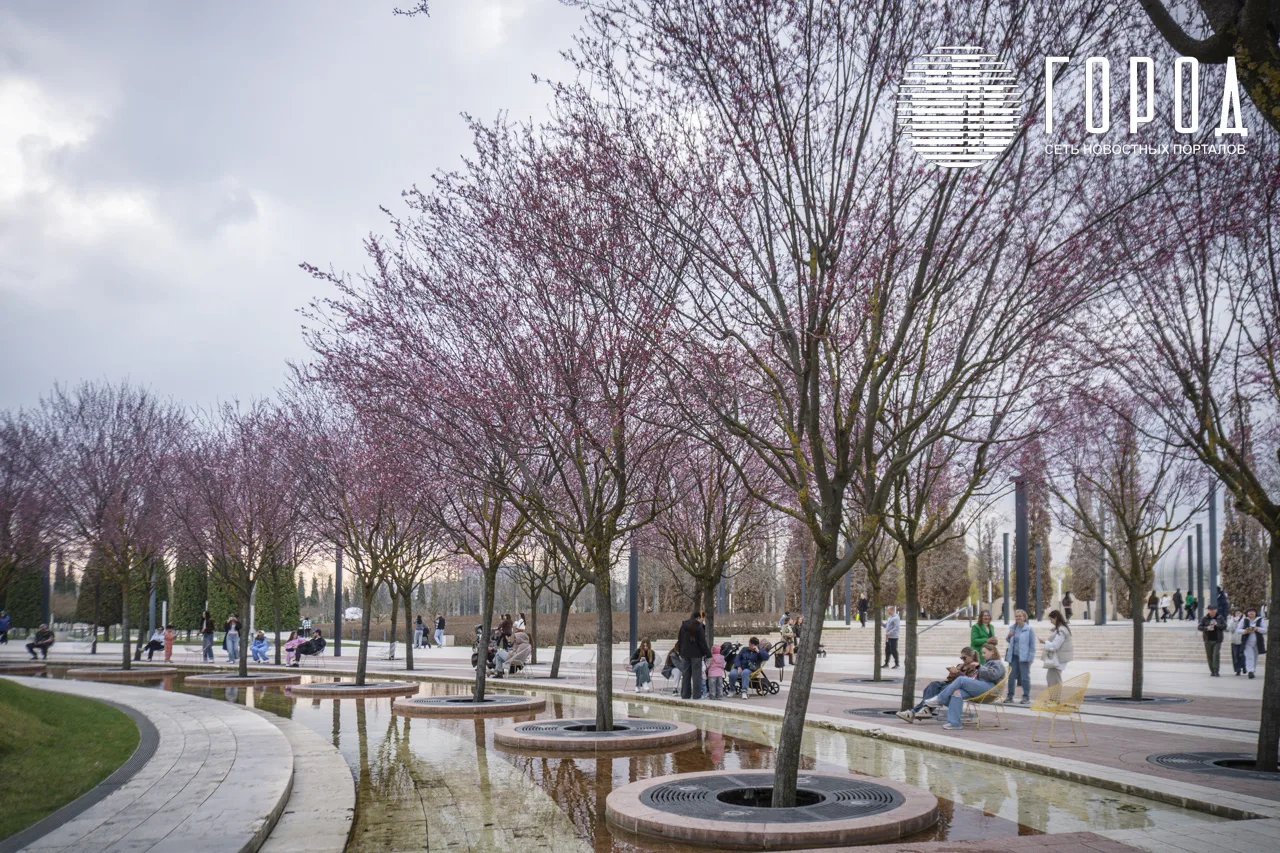 Сакуры в парке Галицкого Краснодара (13)