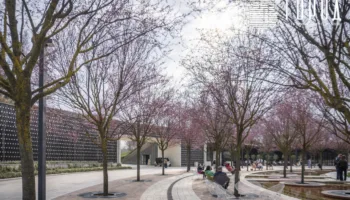 Сакуры в парке Галицкого Краснодара (14)