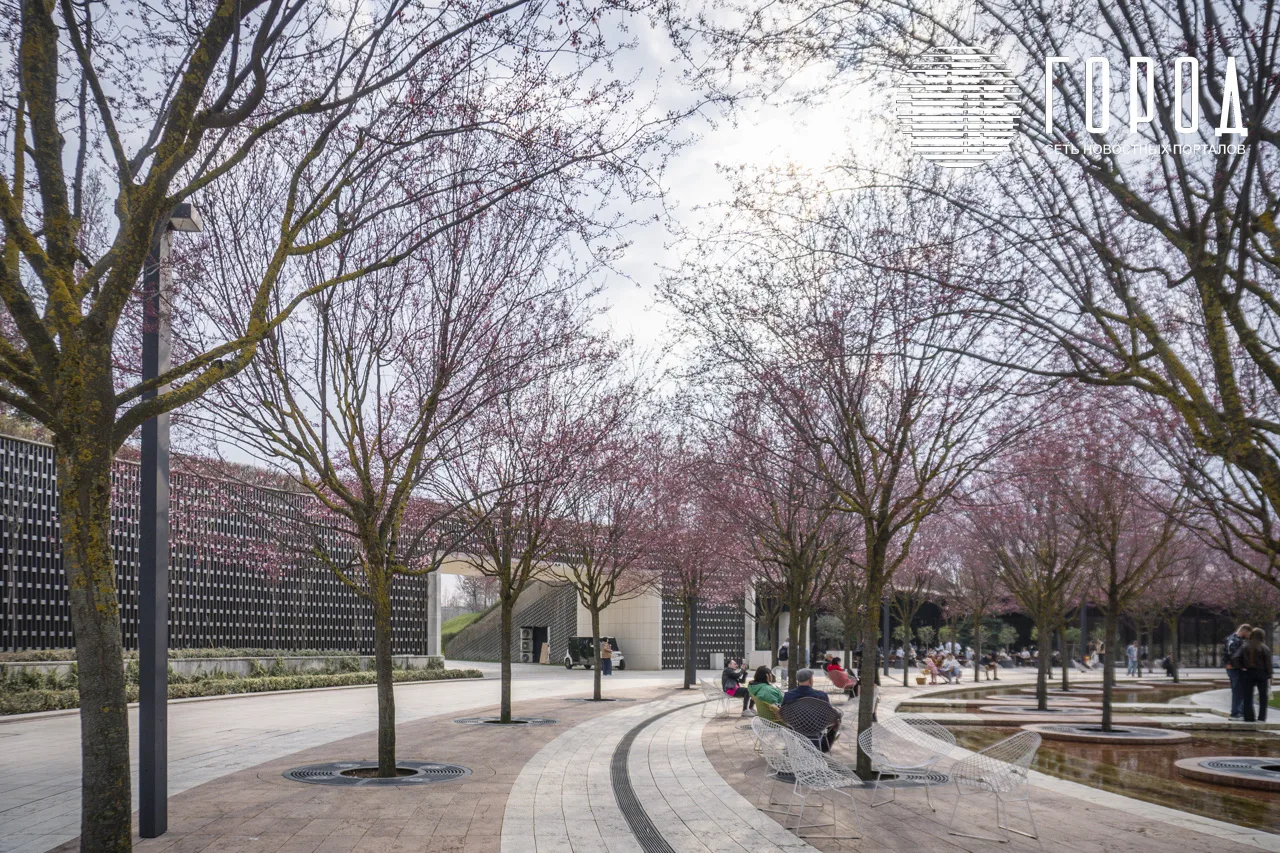 Сакуры в парке Галицкого Краснодара (14)