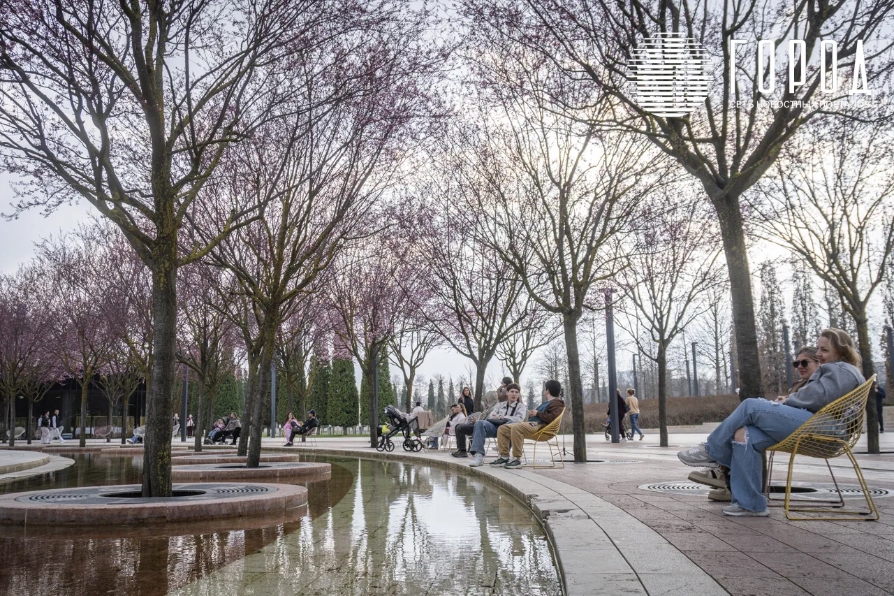 Сакуры в парке Галицкого Краснодара (15)