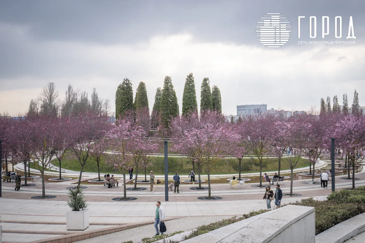 Сакуры в парке Галицкого Краснодара (19)