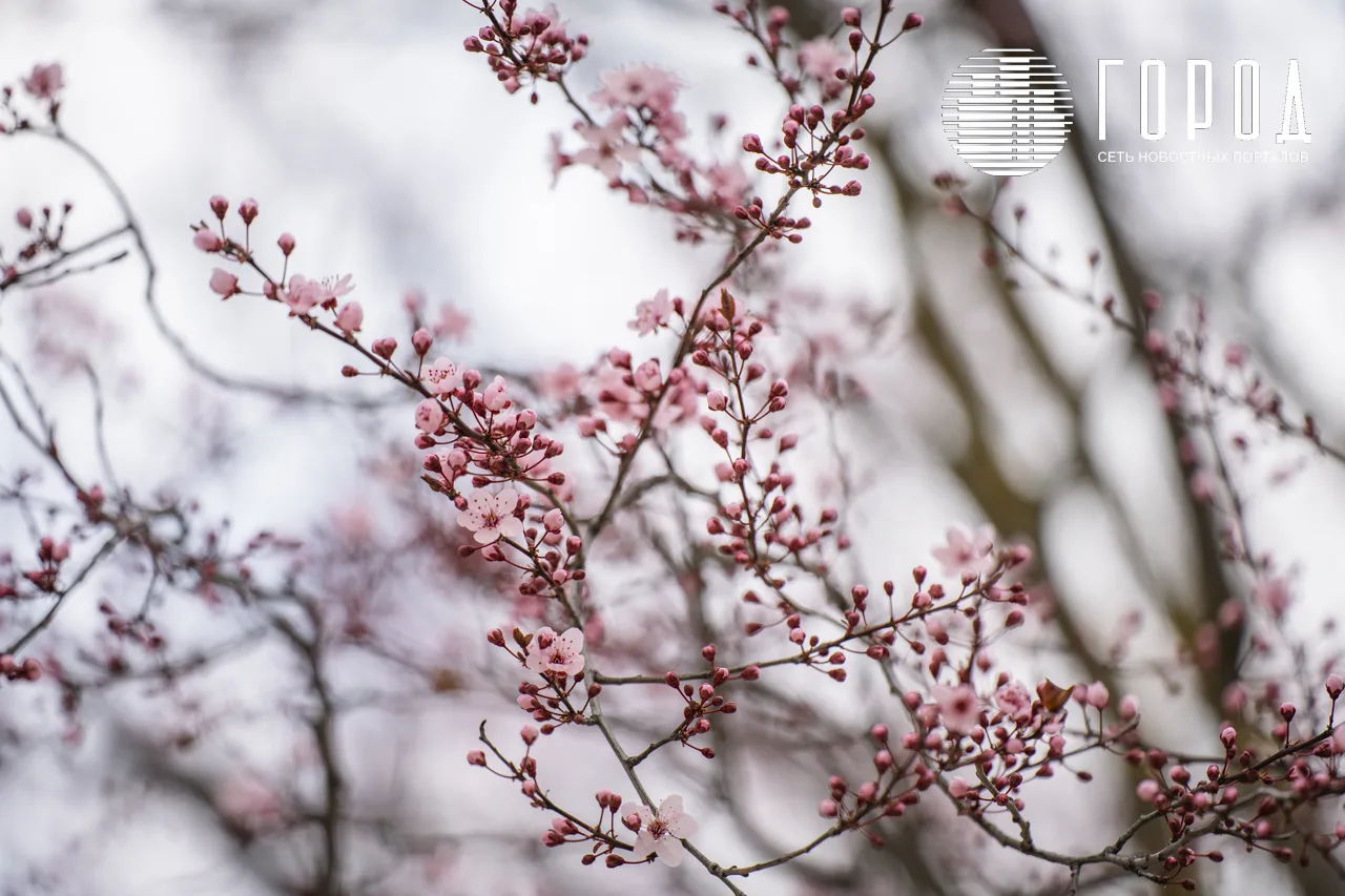 Сакуры в парке Галицкого Краснодара (21)