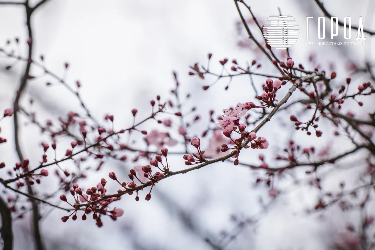 Сливы в парке Краснодар (22)