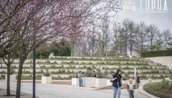 Сливы в парке Краснодар (3)