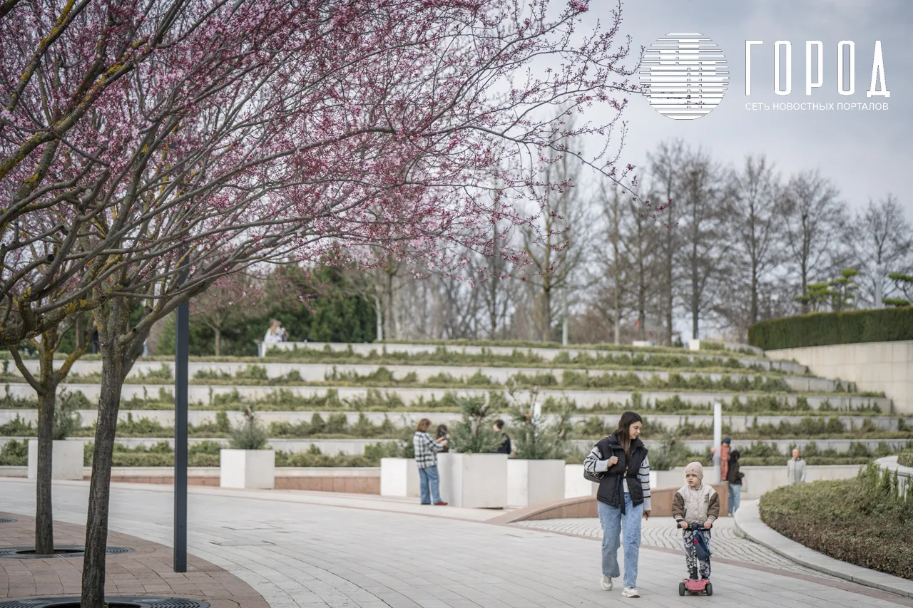 Сливы в парке Краснодар (3)