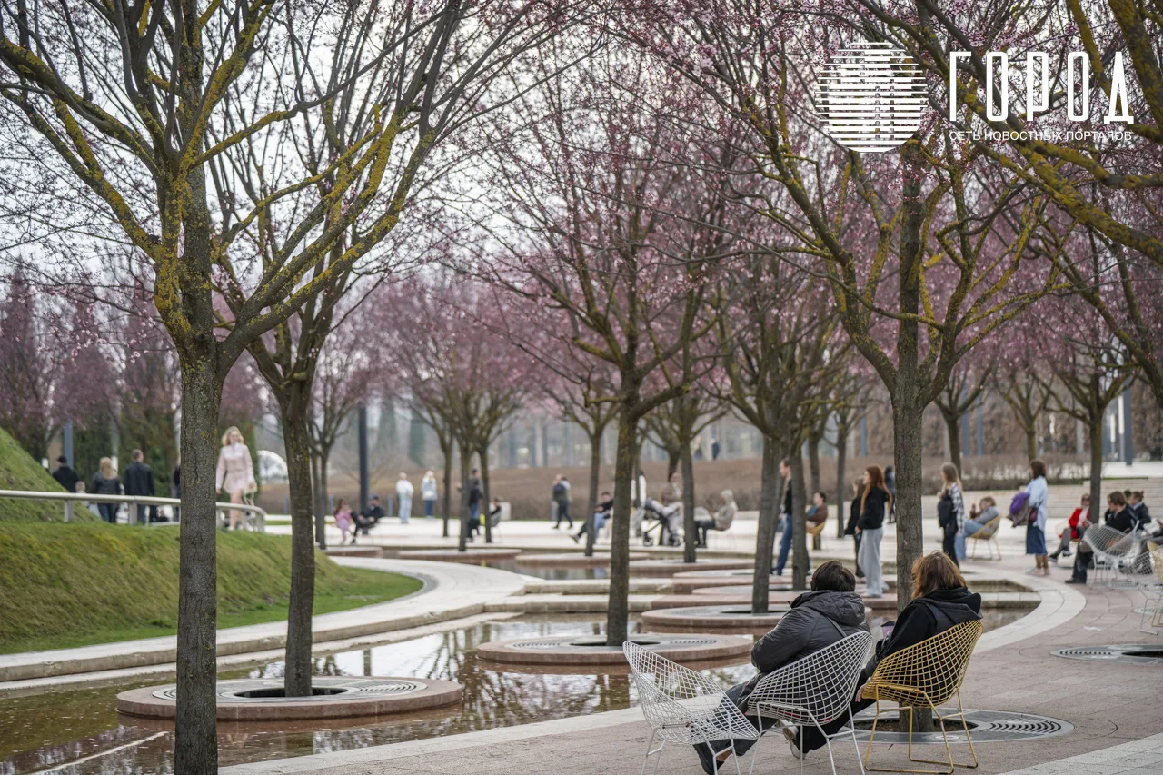 Сакуры в парке Галицкого Краснодара (7)