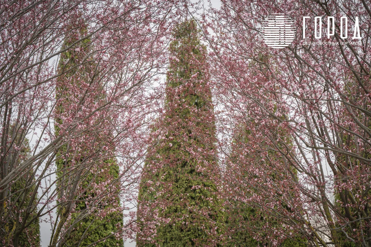 Сливы в парке Краснодар (8)