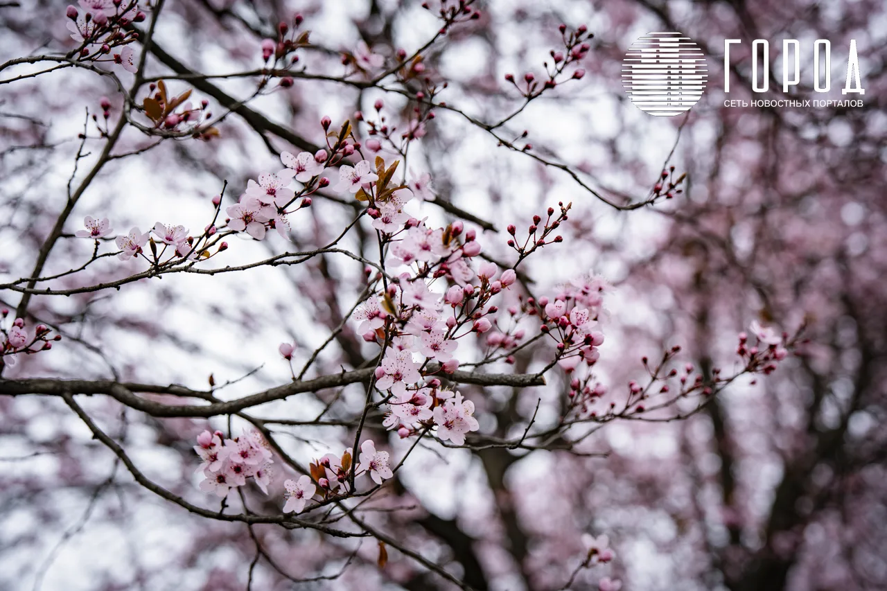 Цветение розовых слив Писсарди на улице Ставропольской (10)