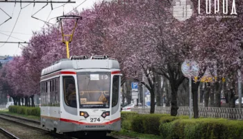 Цветущая розовым и фиолетовым улица Ставропольская в Краснодаре