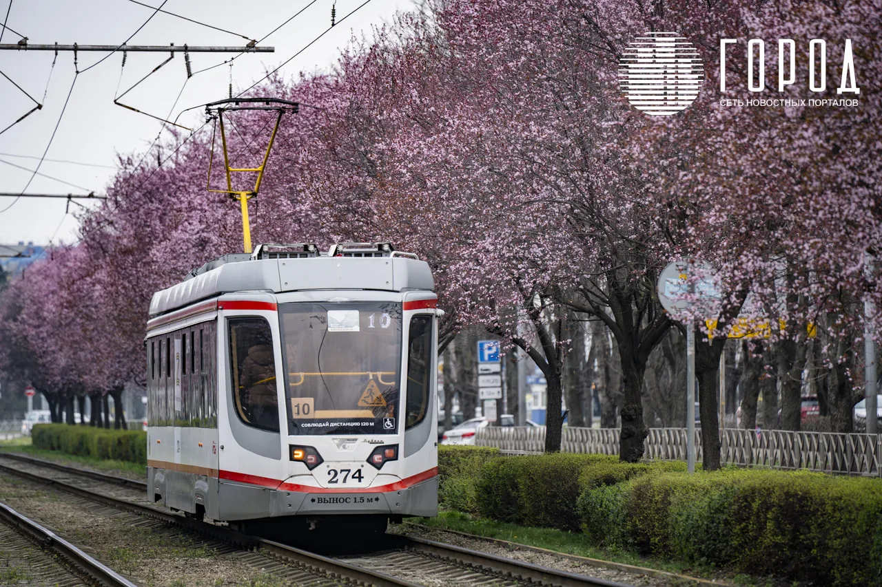 Цветущая розовым и фиолетовым улица Ставропольская в Краснодаре