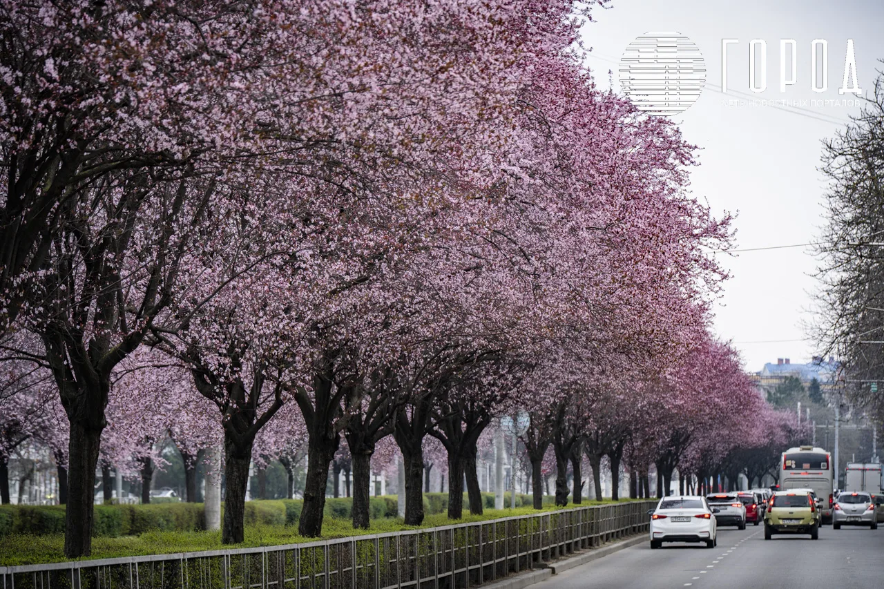 Цветение розовых слив Писсарди улица Ставропольская Краснодар (33)