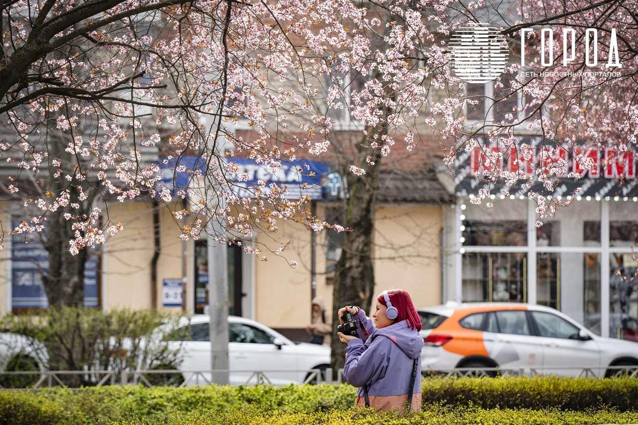 Цветение розовых слив Писсарди улица Ставропольская Краснодар (33)