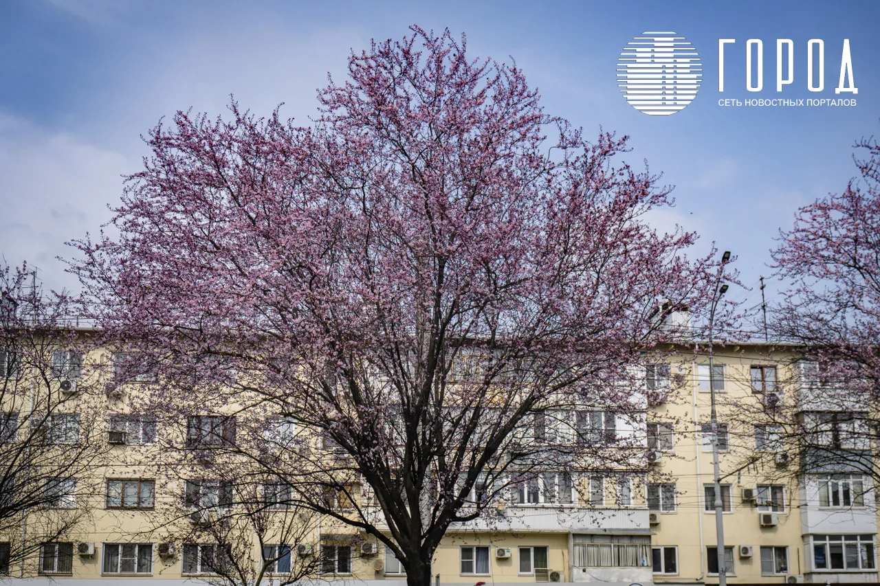 Цветение розовых слив Писсарди на улице Ставропольская Краснодара (10)