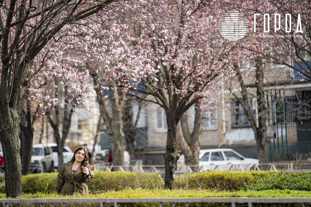 Цветение розовых слив Писсарди улица Ставропольская Краснодар (33)