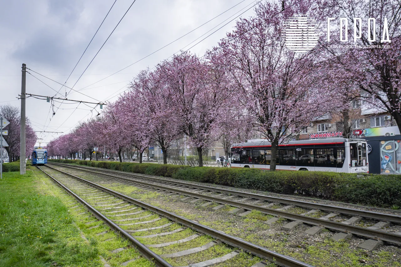 Цветение розовых слив Писсарди на улице Ставропольская Краснодара (10)