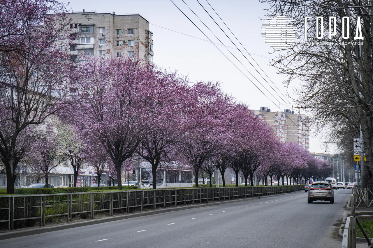 Цветение розовых слив Писсарди на улице Ставропольская Краснодара (10)