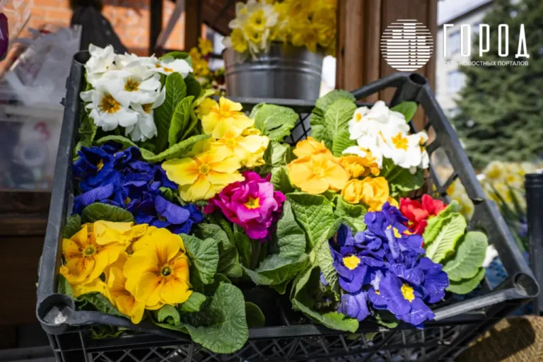 Зима сдалась: синоптики прогнозируют самую теплую весну за 30 лет в Краснодаре