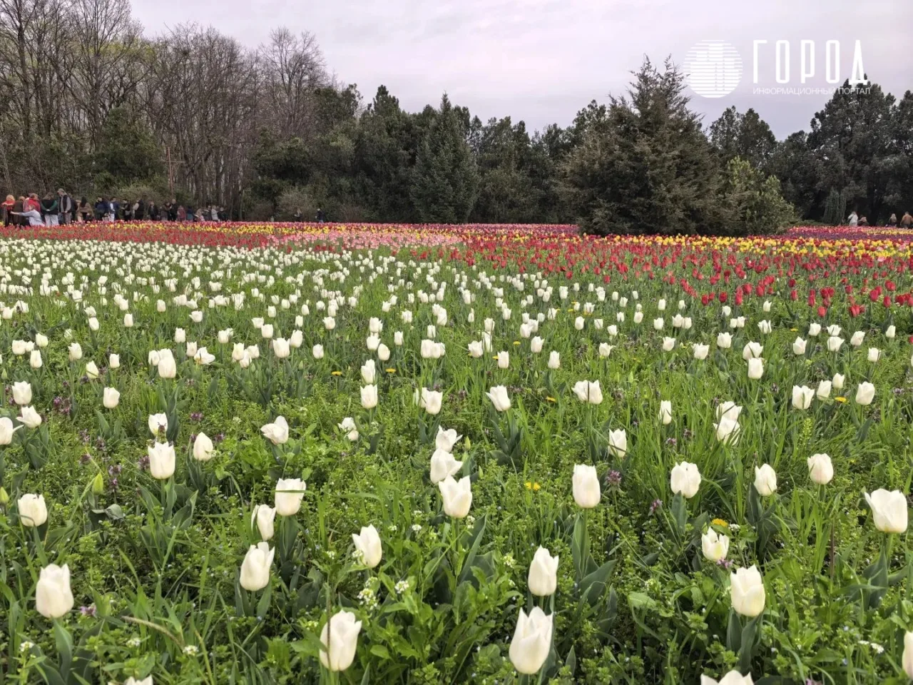 Ботанический сад Косенко Краснодара Тюльпаномагия 2026 (10)