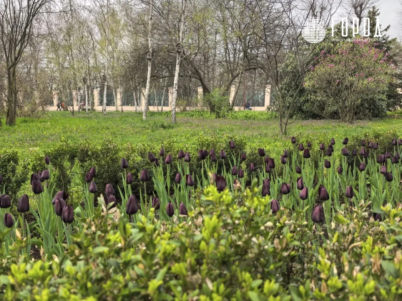 Ботанический сад Косенко Краснодара Тюльпаномагия 2026 (12)
