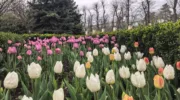 Ботанический сад Косенко Краснодара Тюльпаномагия 2026 (5)