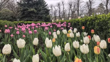 Ботанический сад Косенко Краснодара Тюльпаномагия 2026 (5)