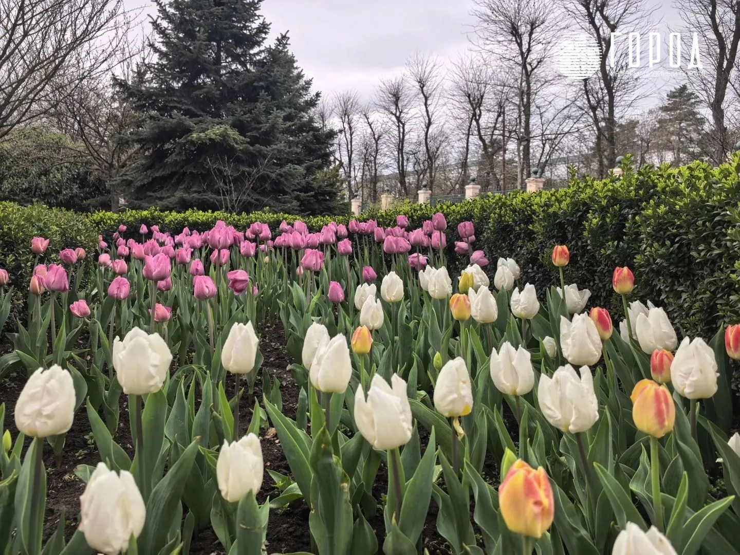 Ботанический сад Косенко Краснодара Тюльпаномагия 2026 (5)