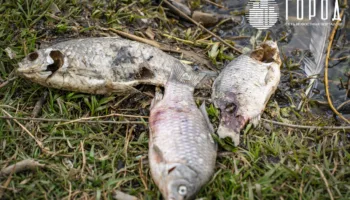 Гибель рыбы, черепах и птиц в озере Карасун в центре Краснодара (72)