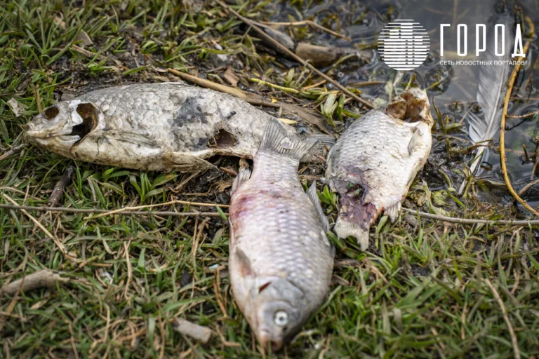 В центре Краснодара гибнут рыба, черепахи и птицы в озере Карасун: фото и видео