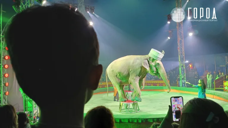 Кому не нужен цирк: как и 90 лет назад в Краснодаре работает только шапито