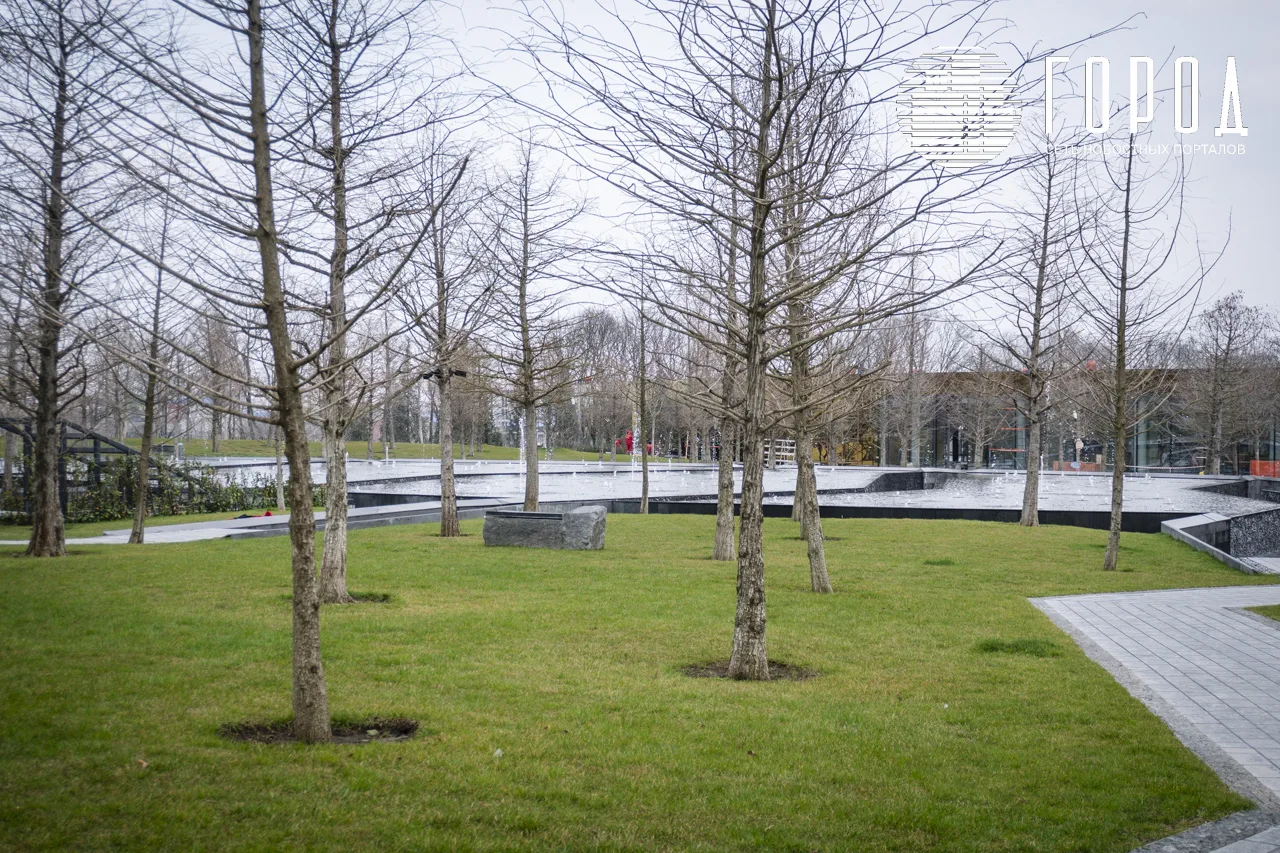 Деревья в парке Галицкого (4)