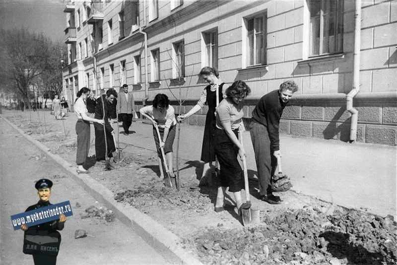 В Краснодаре срублено много, не посажено ничего: что мог бы сказать профессор Очаповский мэру Наумову