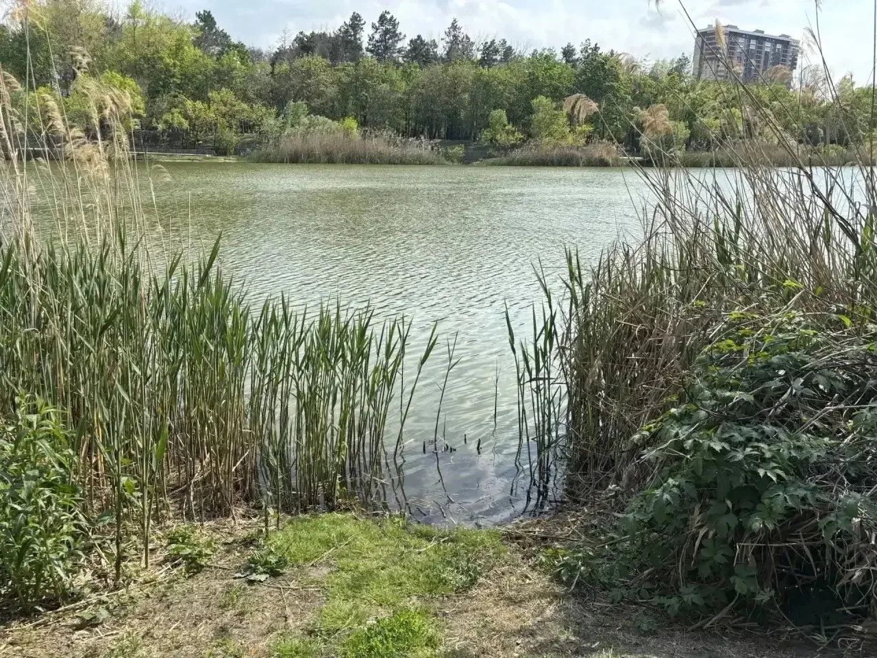 Озеро Карасун убрали черепах и мертвую рыбу 1