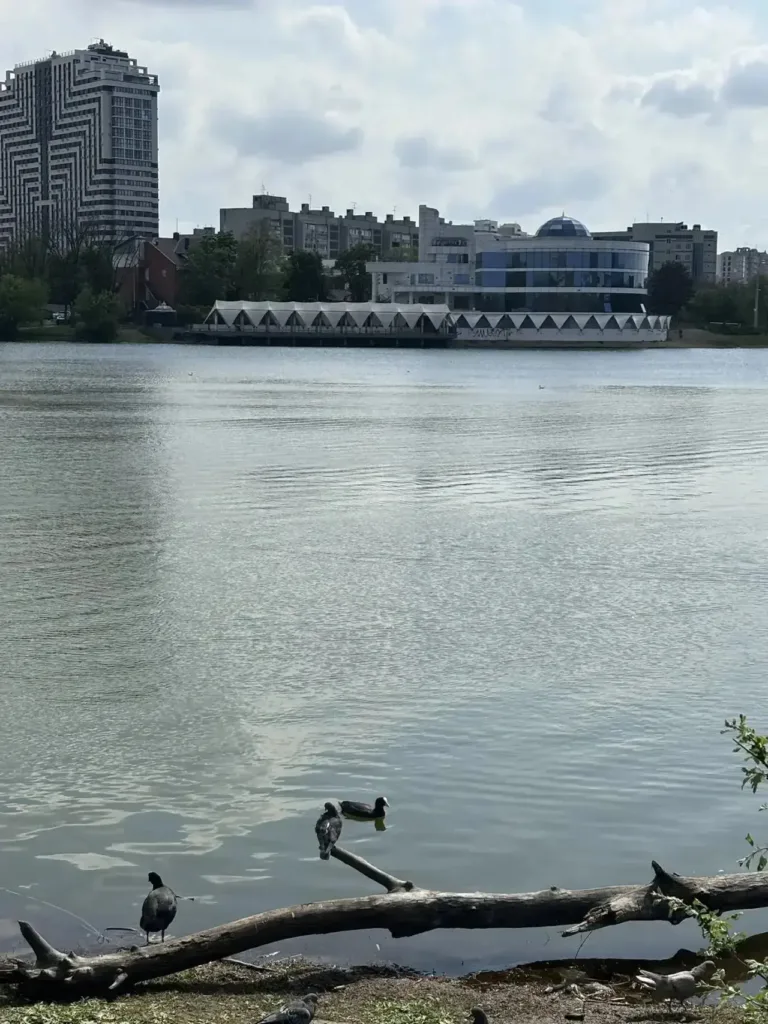 В Краснодаре у озера Карасун убрали сотни мёртвых рыб и черепах