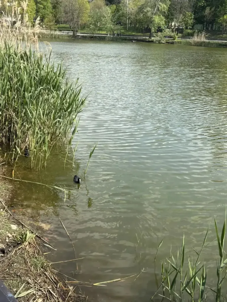 В Краснодаре у озера Карасун убрали сотни мёртвых рыб и черепах